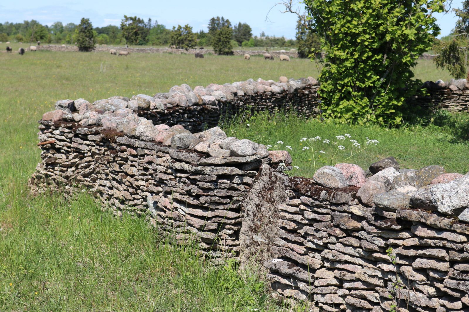 Iisaka talu hooldab lammaste abil elurikkaid pärandniite ja taastab ka kiviaedu. Foto: Kertu Hool